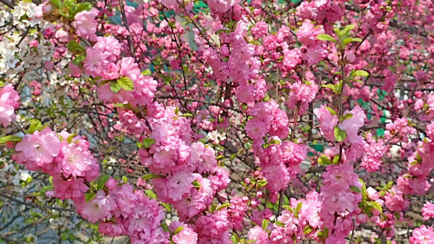 Лучегорск 11 мая 2025 год смотреть онлайн