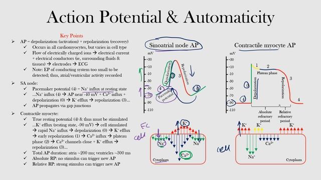 3.Action Potential & Automaticity