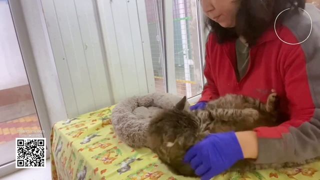 «Дизайнерский мейнкун», «кошка-гора» Ладушка пристра?