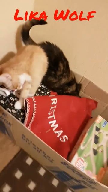 ОБНАРУЖЕНА КОРОБКА С ДЕКОРАЦИЯМИ 😍Милые котики. Смешные коты. Смешные животные. Cute kittens. смотреть онлайн