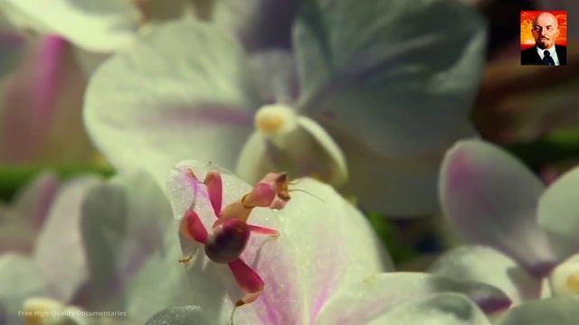 Богомол в деле. Абсолютный убийца в мире насекомых. Богомол против птиц. Богомол смотреть онлайн