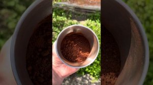 Как из фиников сделать кофе?
