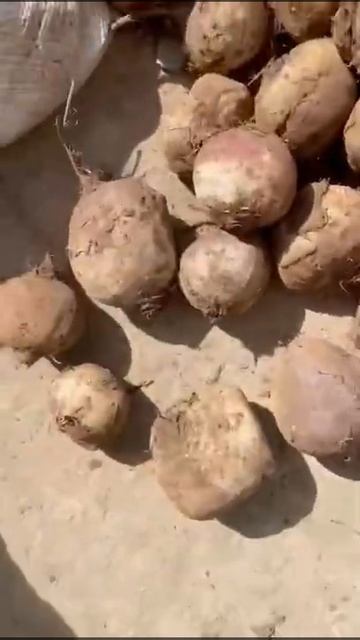 Свёкла Кубанская оптом акция продажи овощи от Марченк смотреть онлайн