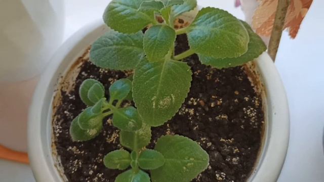 Комнатная Мята. Парфюмерная фабрика на вашем окне смотреть онлайн