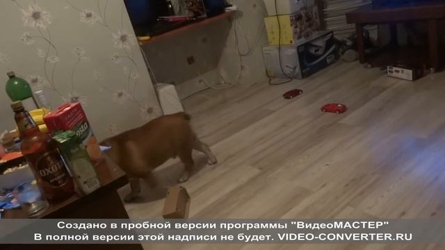 клопы отжигают.avi смотреть онлайн