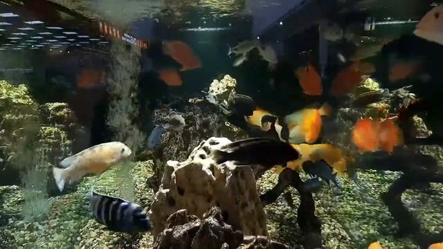 Красивые рыбки в аквариуме.