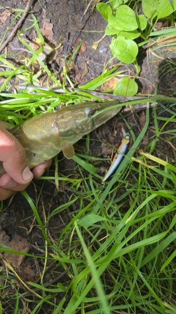 Разловил воблер SHALLOW FIRST 70SP-SR A11 маленькой щучкой . #рыбалка #щука #воблерынащуку смотреть онлайн