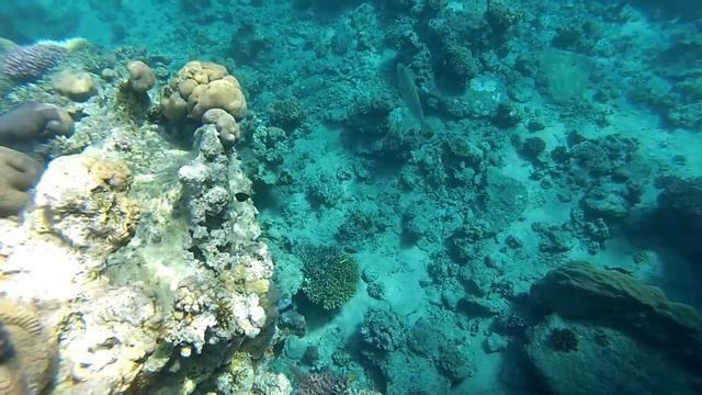 Египет. Коралловые рифы в бухте Sharks bay. Snorkelling with fish in the смотреть онлайн