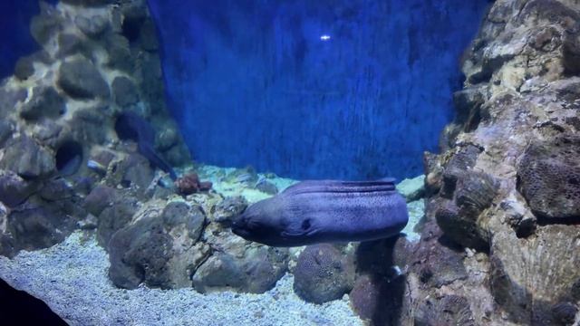 Египет 2025 Хургада Океанариум Hurghada Grand Aquarium