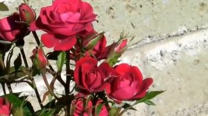 Вечер Для Двоих - Вадим Гурьев ♫ Музыка Для Души, саксофон.