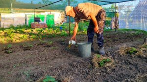 25-05-2025Ох и трава шикарная, жирная!!! 😂Подкормили помидорки. Жизнь станичная.