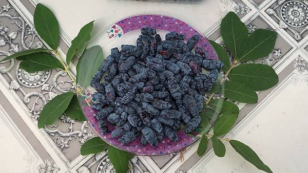 ЖИМОЛОСТЬ - самая ранняя ягода в саду, начинаю заготавливать эти ягоды уже в мае. смотреть онлайн