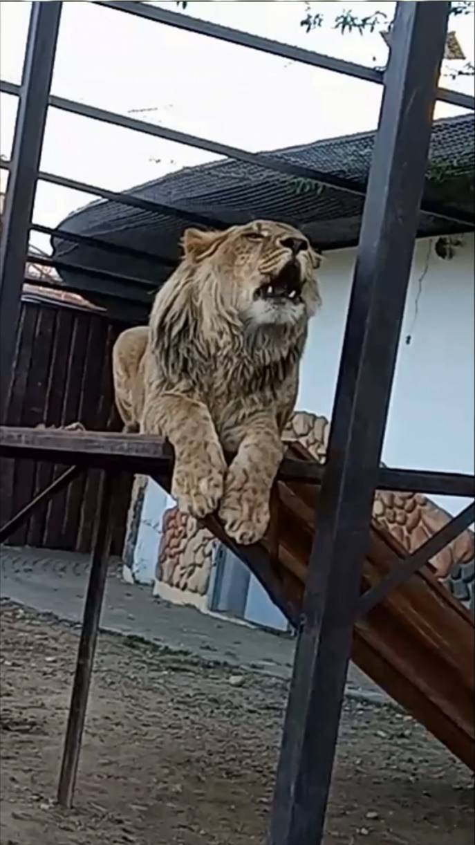 ШЕРХАН с перекличкой на троне. #шерхан_тайган #шерхан #лев #lion #зоопарк #shortvideo смотреть онлайн