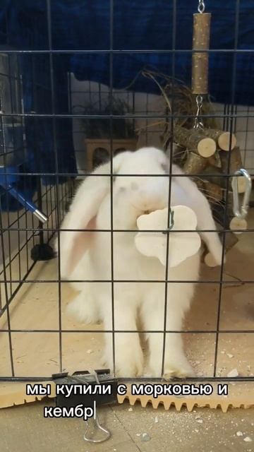 ЛУЧШИЙ СПОСОБ ТОЧИТЬ ЗУБЫ КРОЛИКУ #bunny #кролик #смешные смотреть онлайн