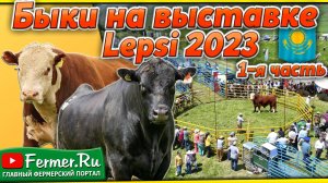 Быки Казахстана: Выставка племенных животных Lepsi-2023. Мясные породы КРС. Выставка мясных быков