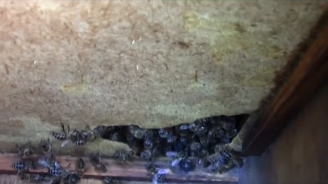 Пчёлы и ДВП смотреть онлайн