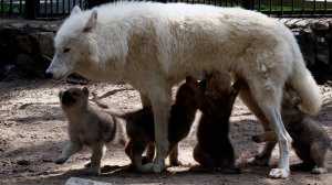 Полярные волчата