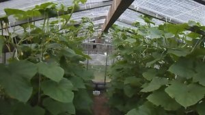 ОГУРЦЫ В ТЕПЛИЦЕ, ПАРНИК ДЛЯ ОГУРЦОВ