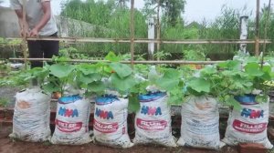 Техника выращивания огурцов в мешках, без ухода!