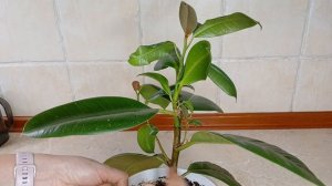 Фикус Эластика| Как нарастить боковые ветки? #фикусэла