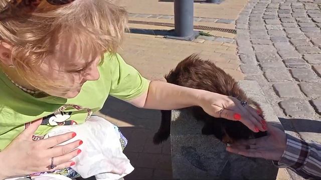 😺Калининград, Зеленоградск - город котиков! 😺 смотреть онлайн