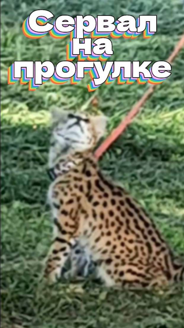 Двухмесячный сервал на прогулке смотреть онлайн