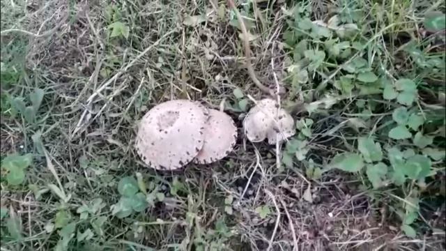 дача . сад и огород . приусадебное хозяйство . первые весенние грибы смотреть онлайн