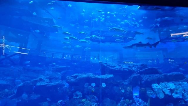 ДУБАЙ МОЛЛ! БУРДЖ ХАЛИФА и МУЗЫКАЛЬНЫЙ ФОНТАН #дубаймо смотреть онлайн