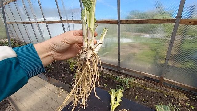 Хосты на продажу. Обзор заказа🪴🌱 смотреть онлайн