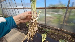 Хосты на продажу. Обзор заказа🪴🌱