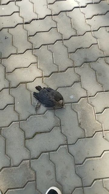 Что с вороной? смотреть онлайн