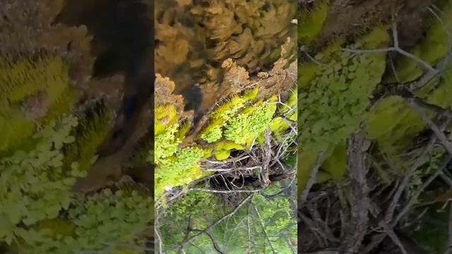 Лесное озеро. П. Раздолье. Иркутская обл. Видео от гост? смотреть онлайн