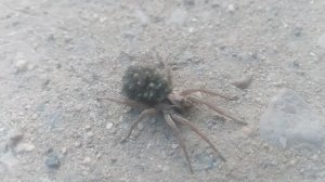 Паук с паучатами