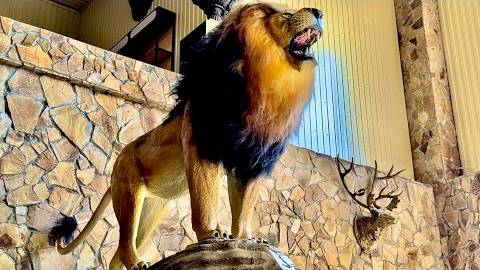 Вот ТАКОЙ ЛЕВ теперь будет встречать всех посетителей Парка Львов «Тайган» грозным рыком!!! смотреть онлайн