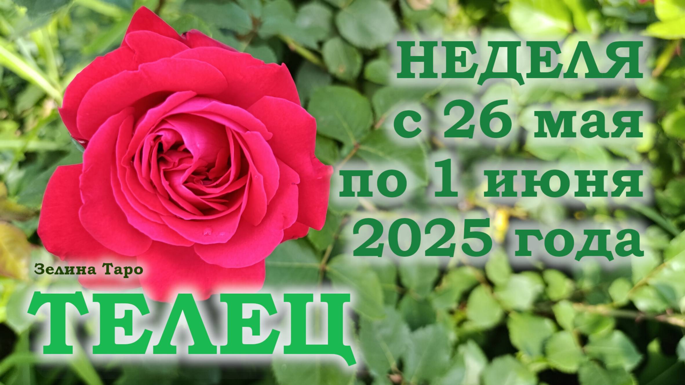 ТЕЛЕЦ | ТАРО прогноз на неделю с 26 мая по 1 июня 2025 года