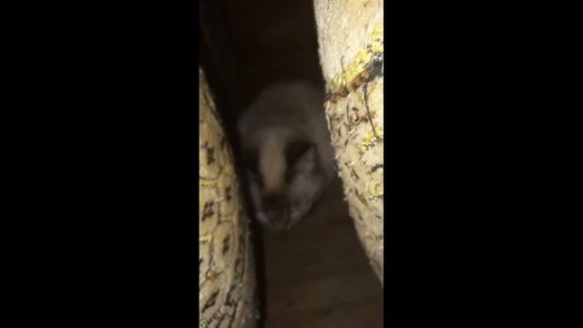 ФОТОВЫСТАВКА ФОТОГРАФИЙ МЫ В ОТВЕТЕ ЗА ТЕХ, КОГО ПРИРУЧИЛИ. смотреть онлайн