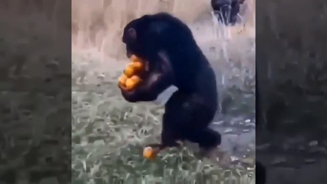 Приколы 2021 СМОТРЕТЬ ВСЕМ 🤣😂🤣 смотреть онлайн