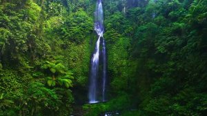 Дикая природа Амазонки — откройте для себя существ, населяющих джунгли