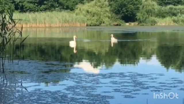 футаж лебеді. природа сім'я лебедів на озері релакс кр?