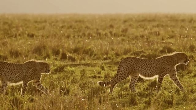 КЕНИЯ | САМАЯ КРАСИВАЯ СТРАНА В АФРИКЕ И БЕГОВАЯ СТОЛИ?