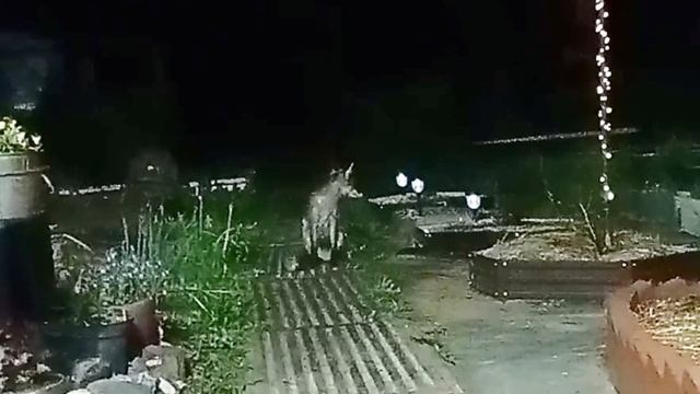 (1027) Лиса приходит в гости. Май 2025 смотреть онлайн