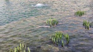 Большие карпы кои в Праге. Чехия.