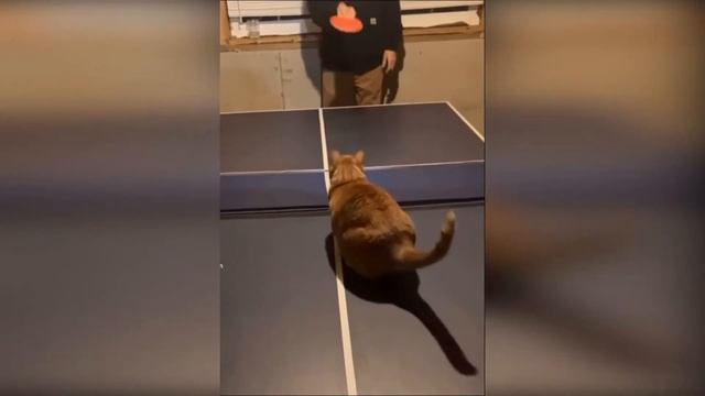 #78 FUNNY PETS / СМЕШНЫЕ ВИДЕО 2021 / Я РЖАЛ ПОЛЧАСА / СМЕШНЫЕ ЖИВОТНЫЕ смотреть онлайн