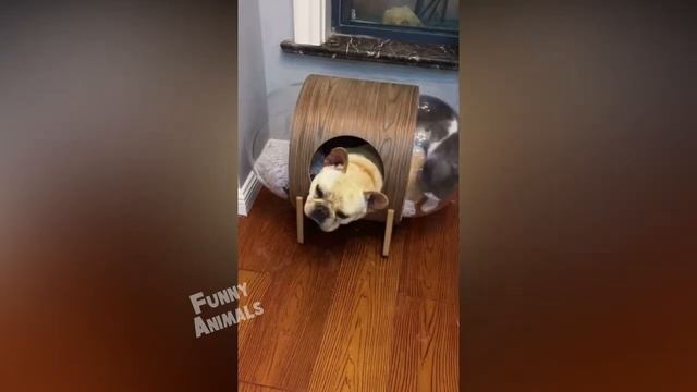 🐈 СПОРТИВНЫЕ КОТЫ! 😺 / Приколы с котами и собаками 2022 #3