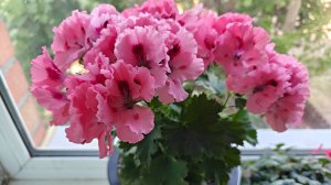 В какие объемы горшков высаживать пеларгонию для длительного цветения и хорошего роста
