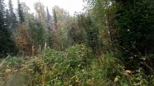 Охота на медведя в горах Алтая