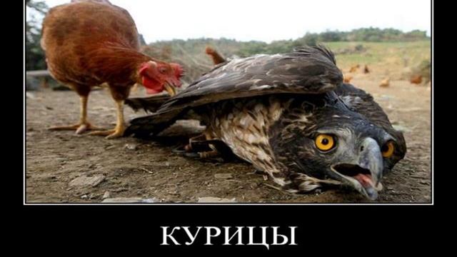 Картинки Демотиваторы Приколы 122906 смотреть онлайн