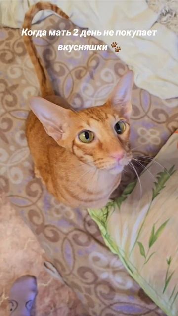 Орико🐾мать💃