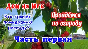Дом на Юге. Пройдёмся по огороду. Часть первая. Кто грызёт  рассаду помидор?