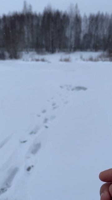 Открыл сезон зимней рыбалки 24-25. Первый лед. Плотва и окунь бастуют. смотреть онлайн